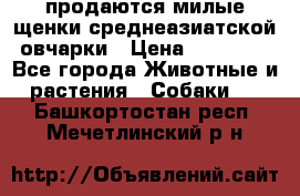 продаются милые щенки среднеазиатской овчарки › Цена ­ 30 000 - Все города Животные и растения » Собаки   . Башкортостан респ.,Мечетлинский р-н